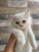 Pure persian Cat